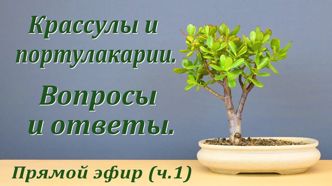 Крассулы и портулакарии. Вопросы и ответы, часть 1 (запись прямого эфира).