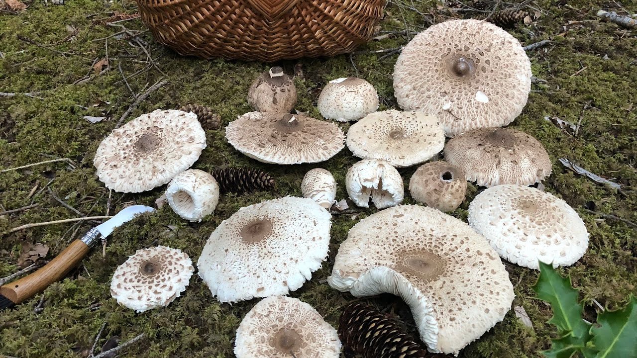 🍄PilzGl&uuml;ck 28. August 2022