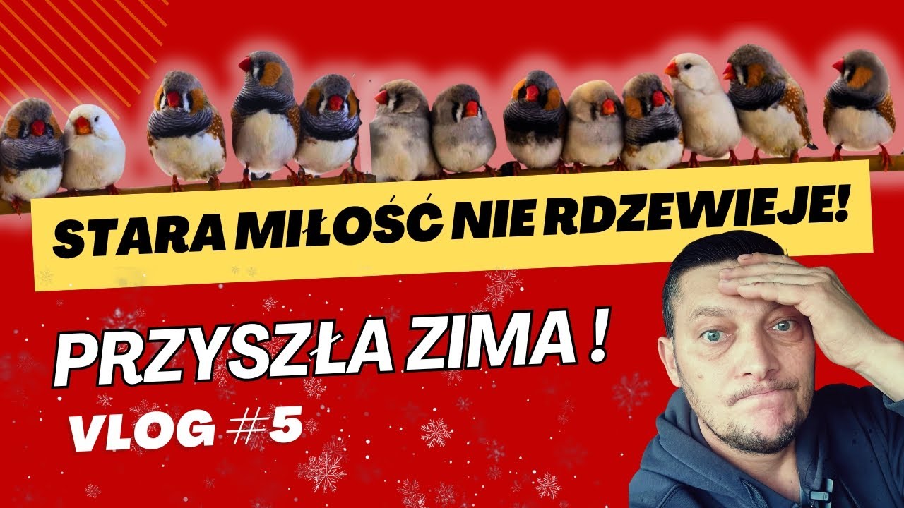 Stara miłość nie rdzewieje  vlog#5 Zbyszek Walkowiak Papugi Moja Pasja. 