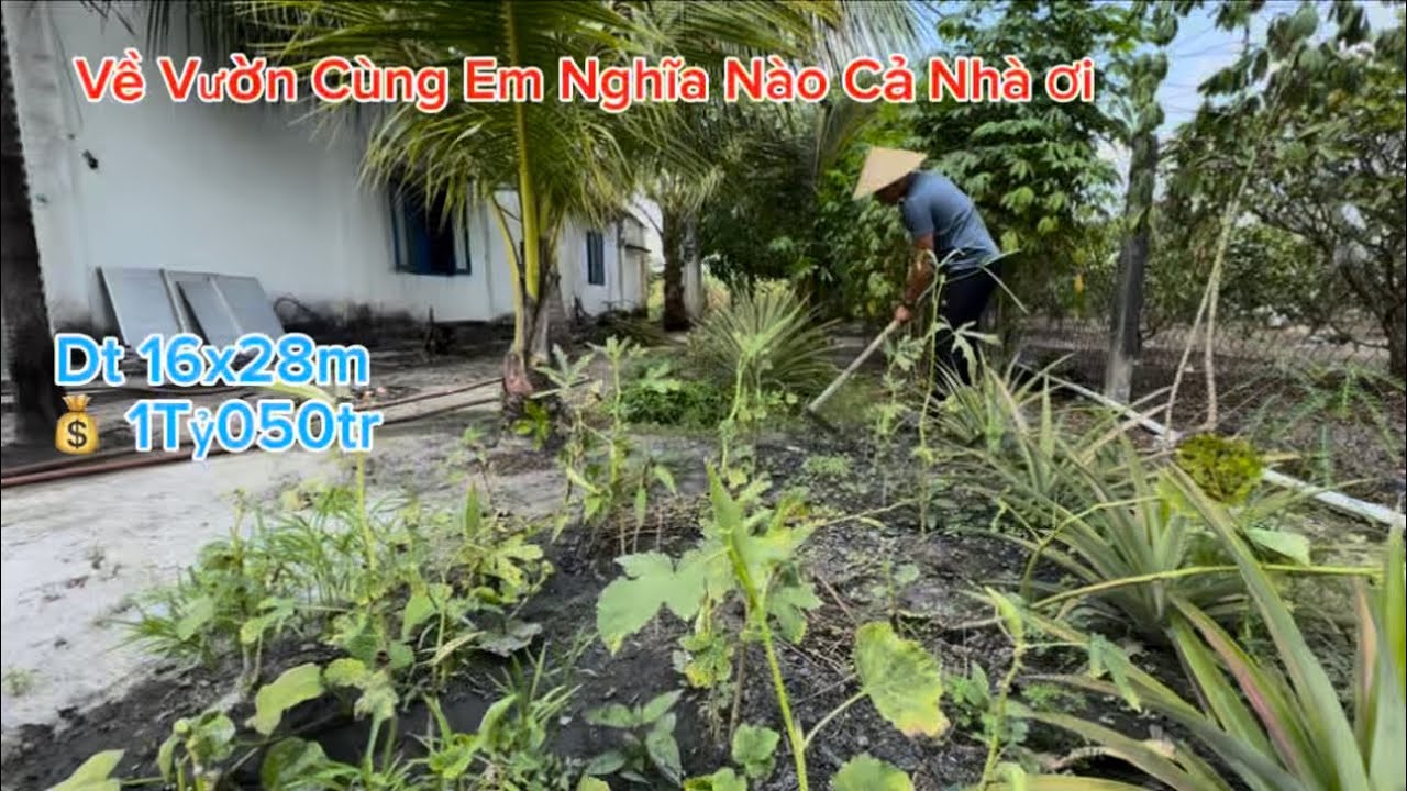 (Ms124) Về Vườn Cùng Em Nghĩa Nào Cả Nhà Ơi/Nhà Đất Tại Tây Ninh Giá Lại Rẻ 16x28m Chỉ 1Tỷ050Tr TL