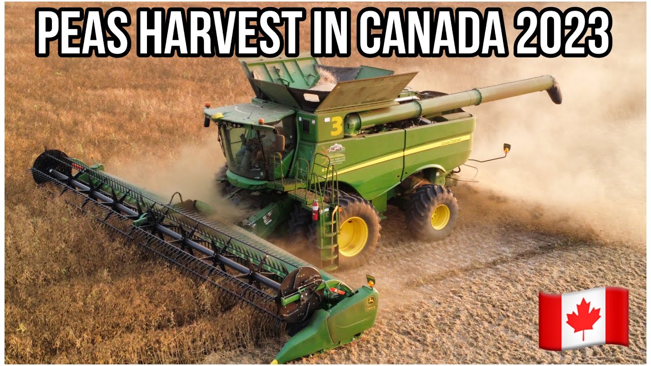 Peas harvest 2023 in Canada 🇨🇦. Part 1