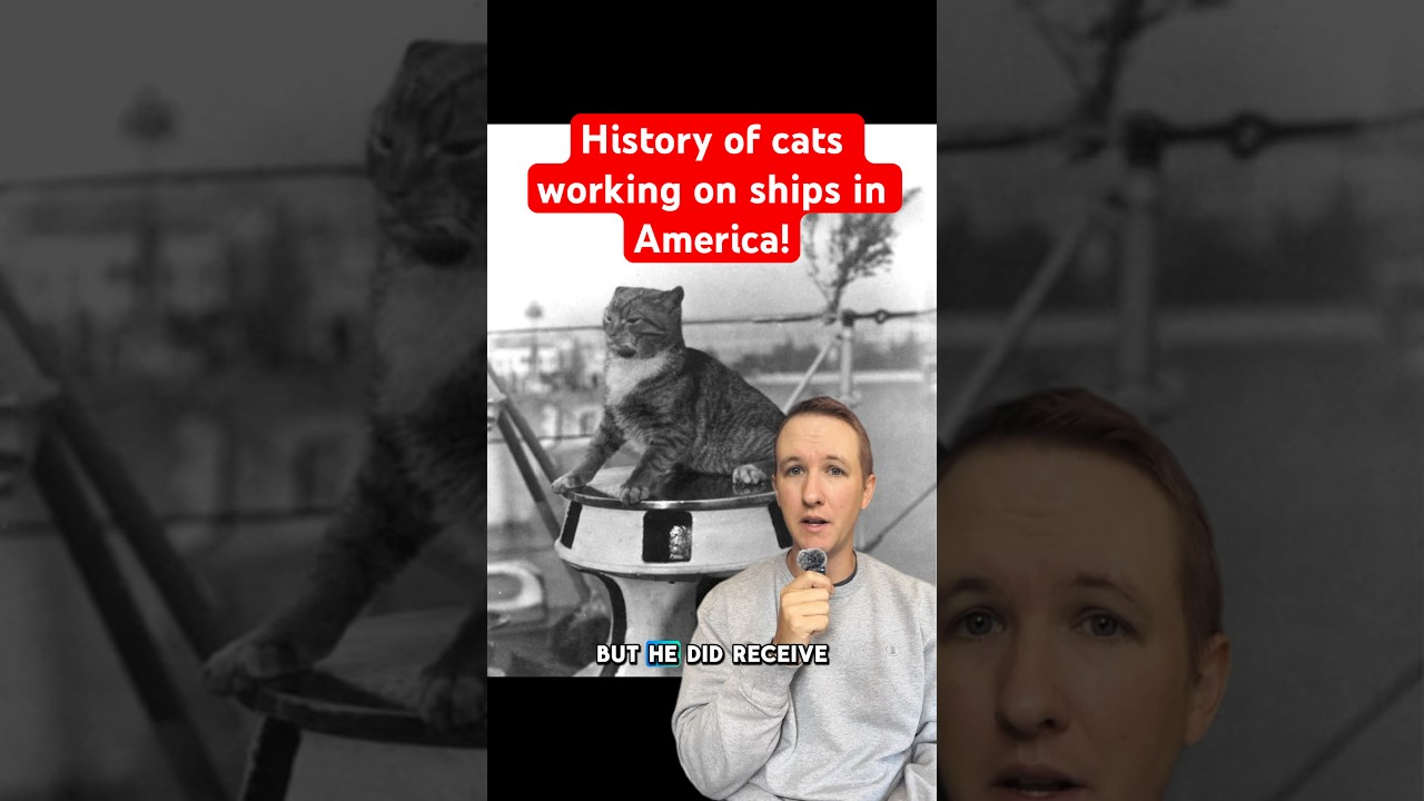 Happy Labor Day, to your cat! The history of cats working on ships in America!