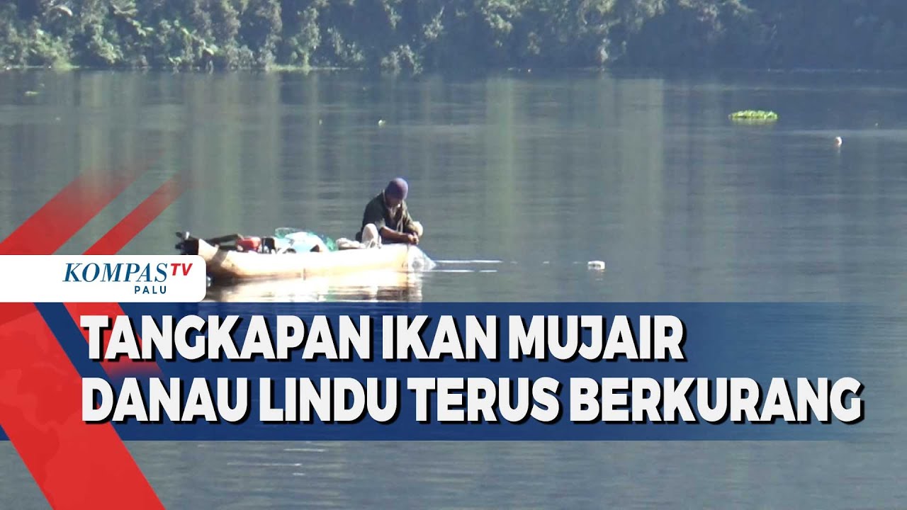 Tangkapan Ikan Mujair di Danau Lindu Terus Berkurang