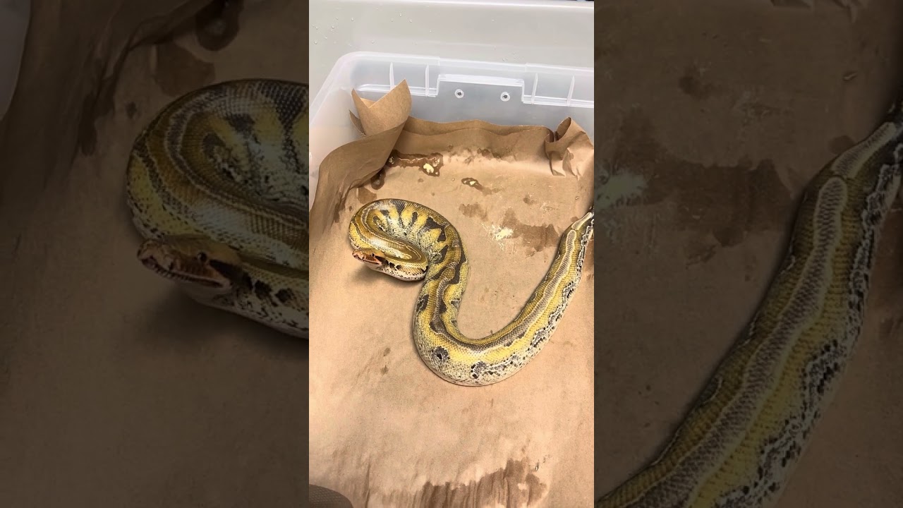 Dealing with a stressed Borneo short-tailed python