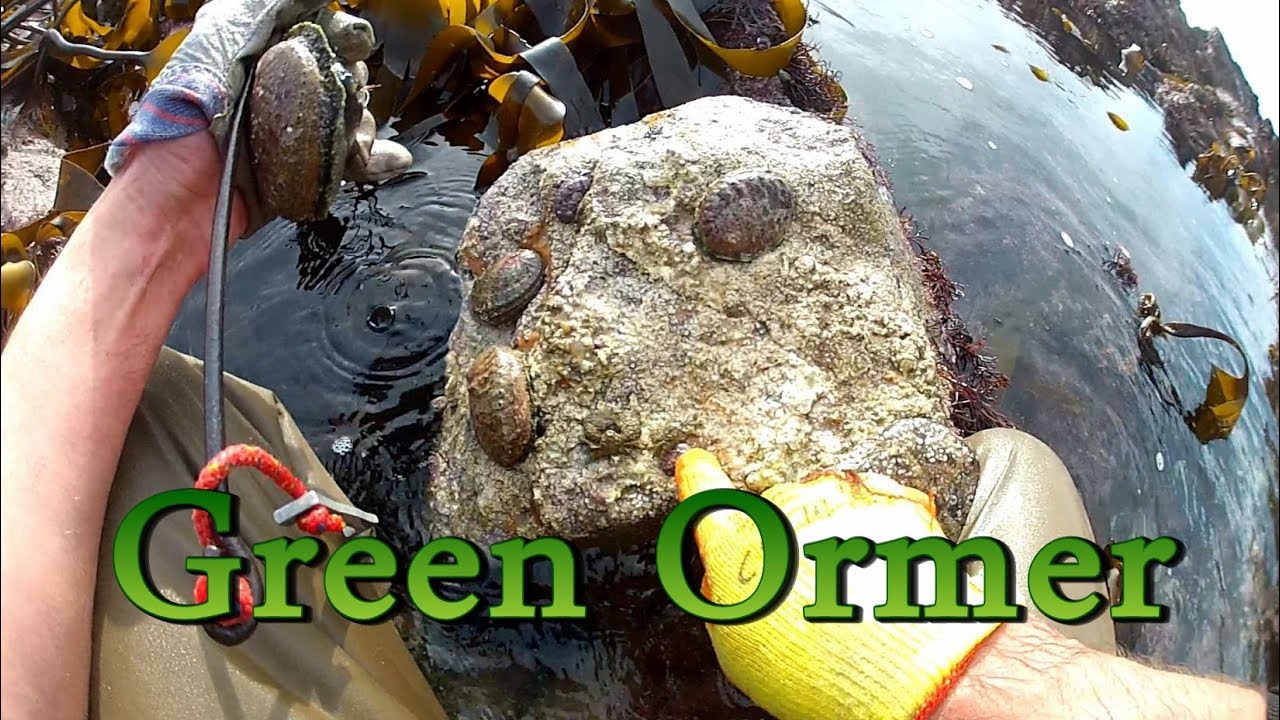 Searching for Green Ormers / Abalone In the Channel Islands ( Haliotis tuberculata )