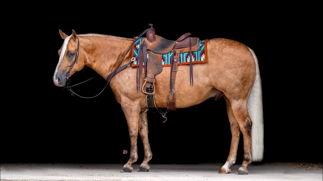 Cheeto 2019 AQHA Gelding - Selling @ horsebid.com bidding open now through Jan 27th!