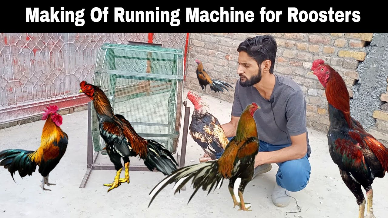 How to Make Aseel Training Machine | Making of Aseel Running Machine | By Hazara Aseel Farms®
