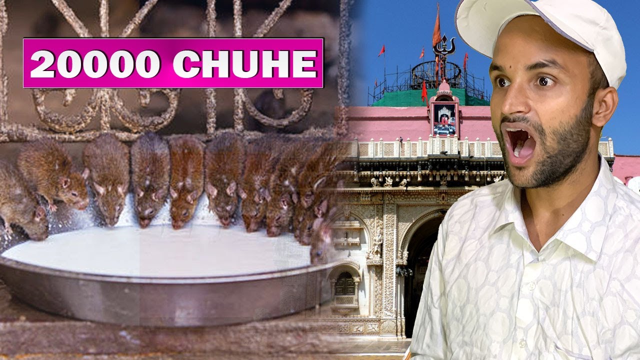 चूहों का मंदिर | Karni Mata Temple Bikaner | Bikaner Tour Guide