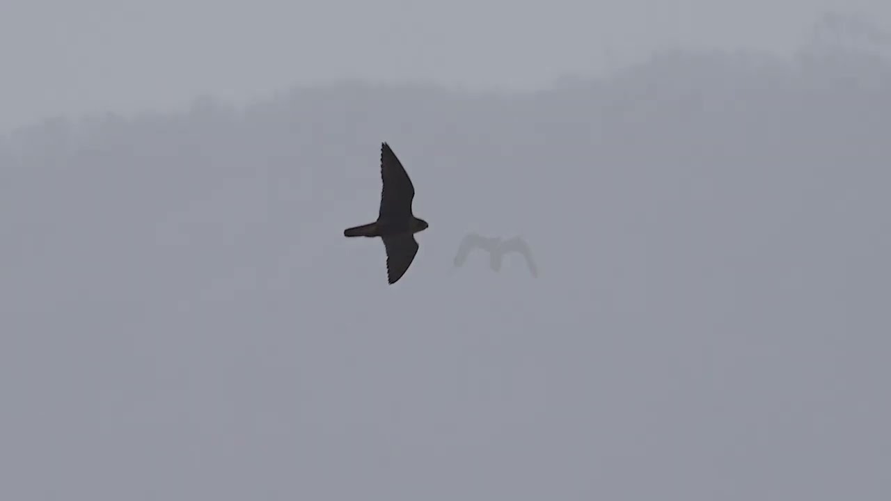 LIFE LANNER, Azione D.1 Riconoscimento di Lanario e Falco Pellegrino