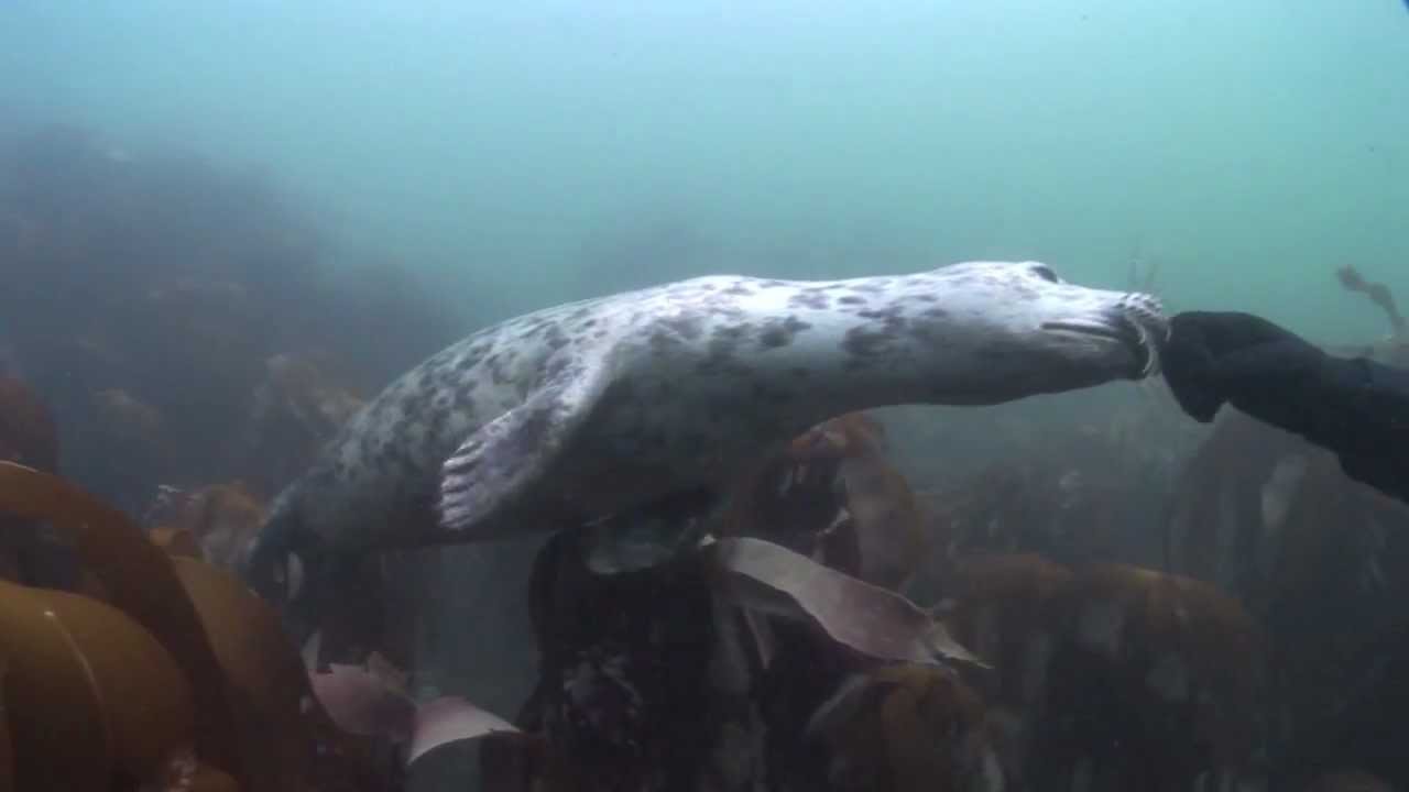 SCUBA diving with Seals in the Farne Isles