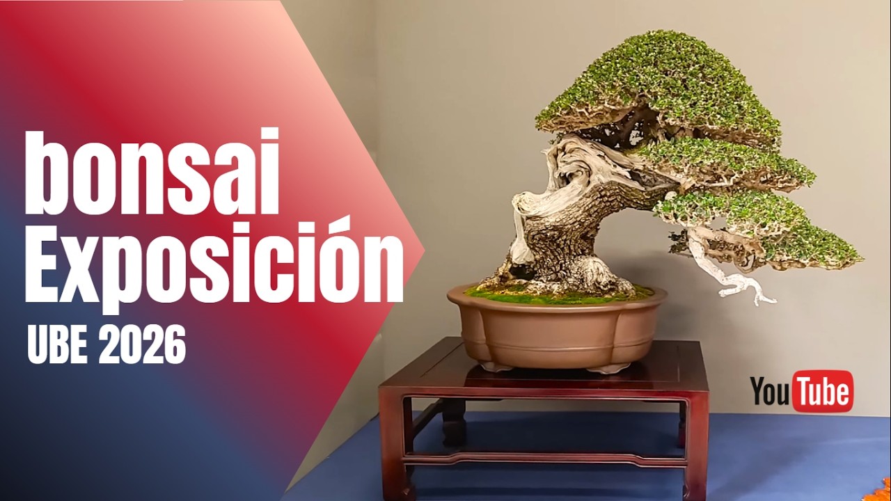 UBE BONSAI 2026 | Aranjuez #bonsai #exposicionbonsai