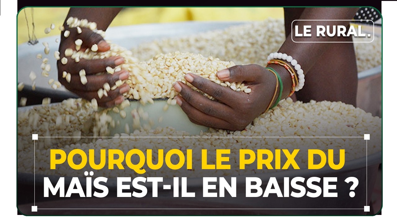 Pourquoi le prix du maïs est-il en baisse ?