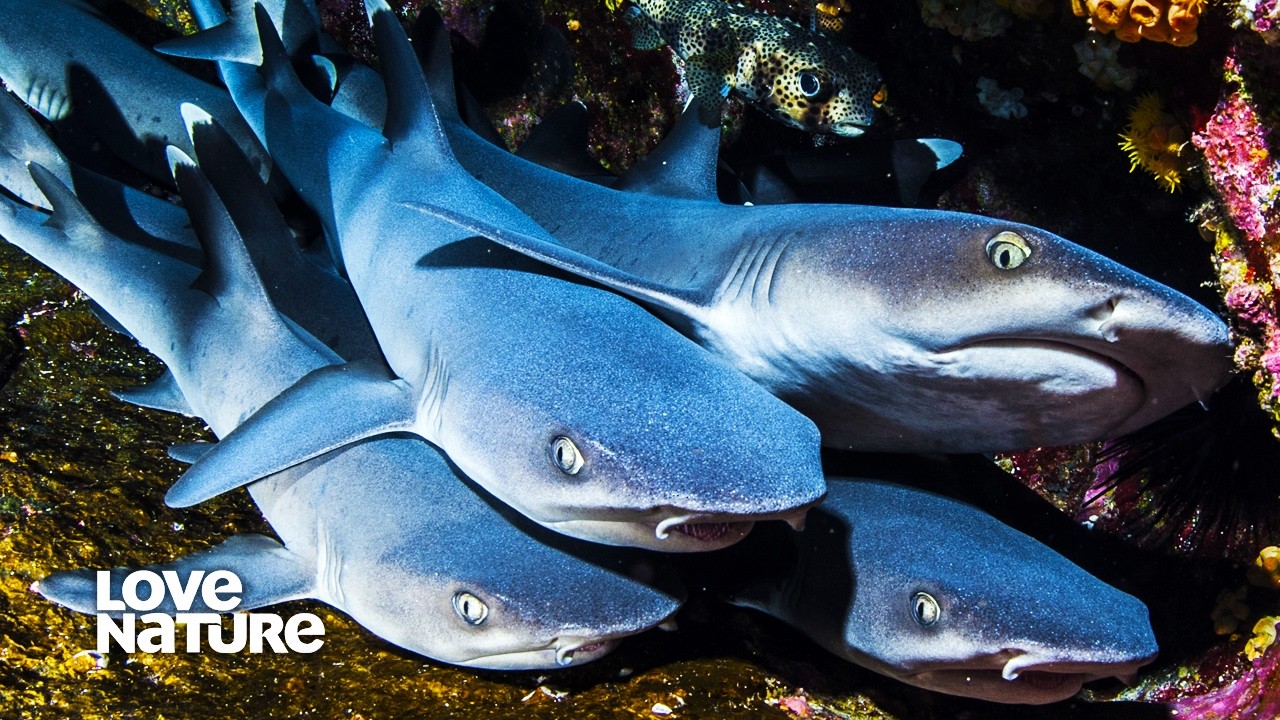 White Tip Reef Sharks are Aggressive When Mating | Alien Abyss 103