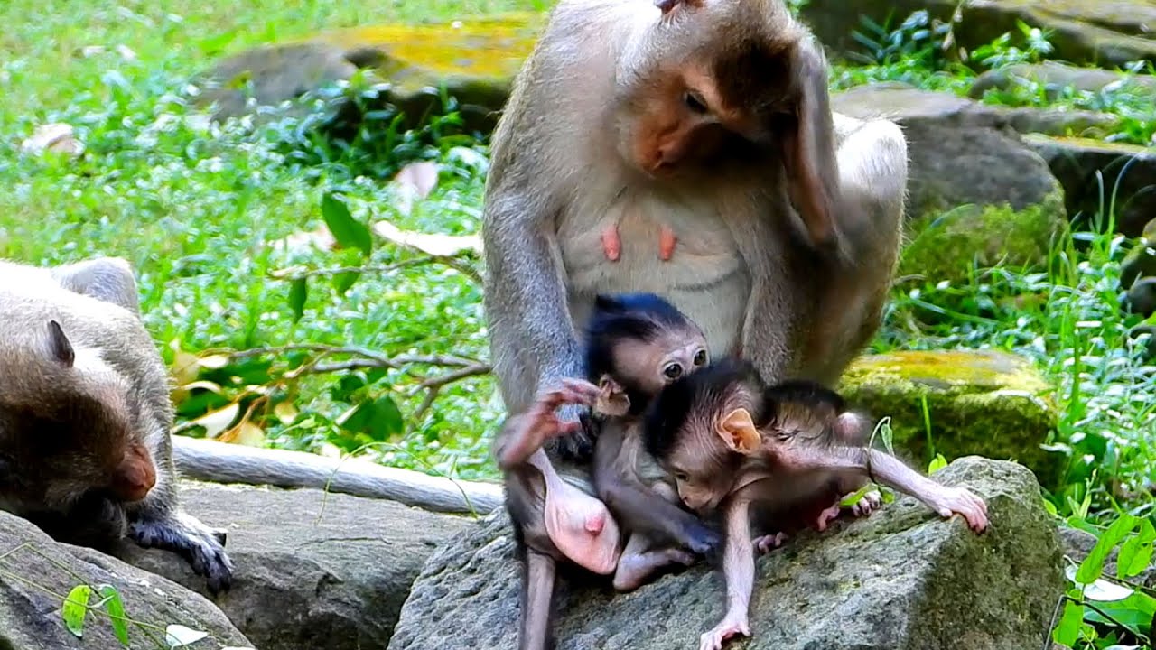 These tiny monkeys are really busy and active