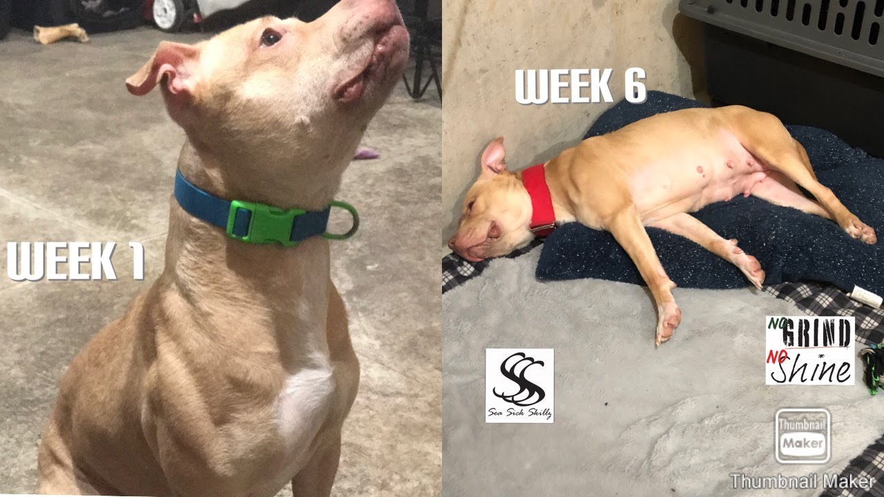 Trixie’s pregnancy week by week