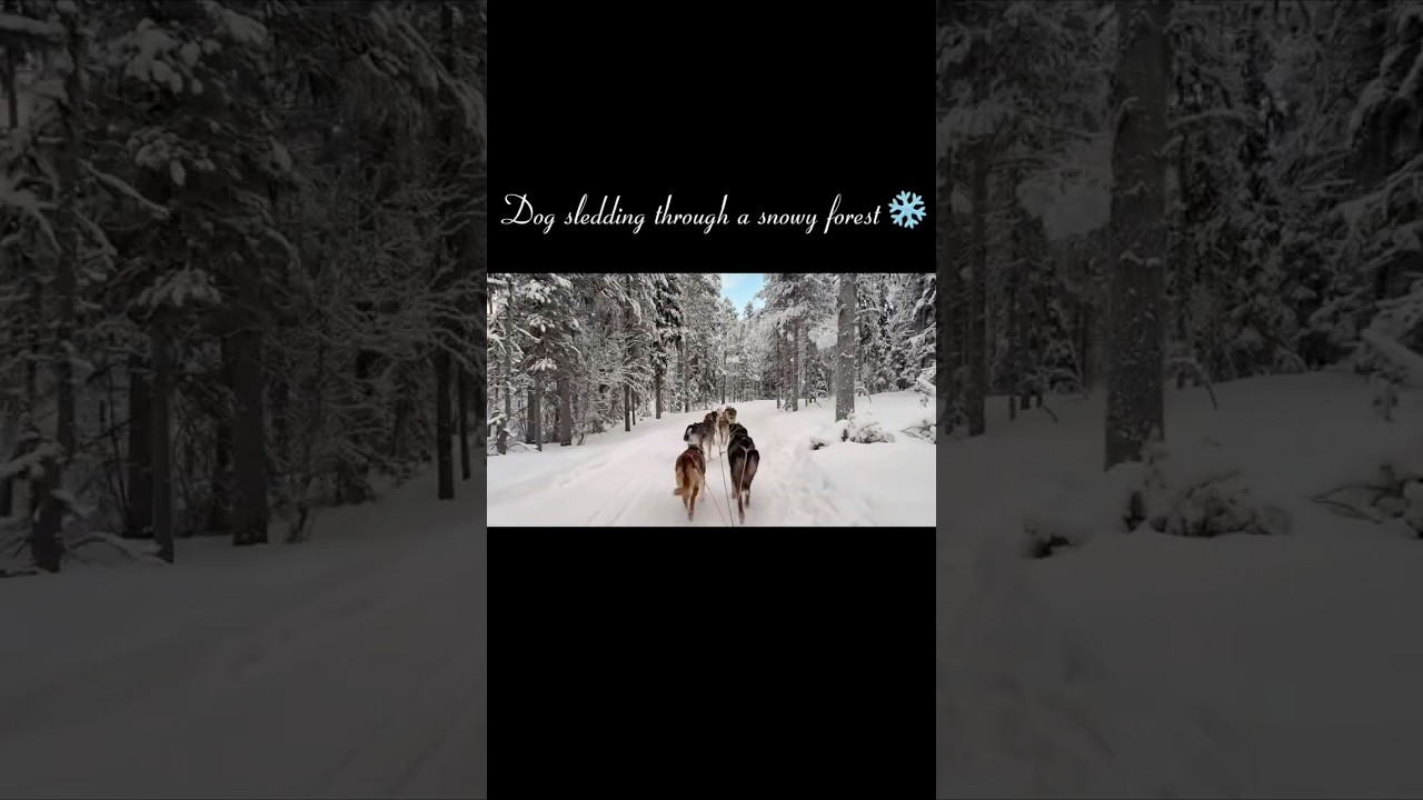 My first dog sledding in the Arctic 🐕❄️
