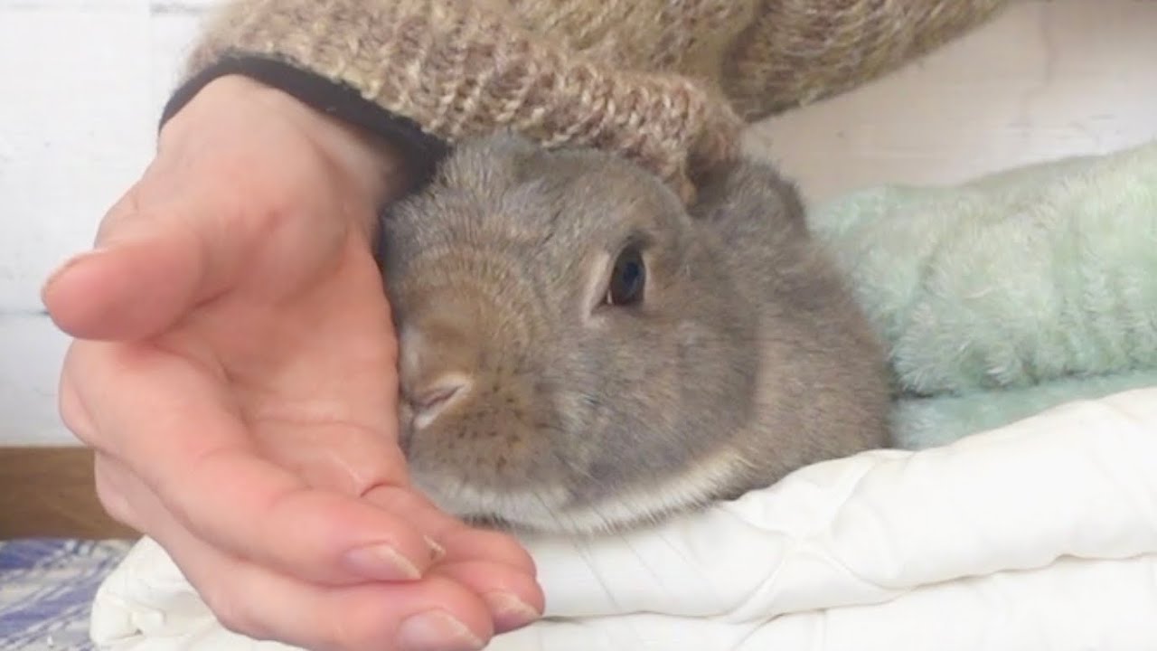 おやつ待ちで飼い主の手にくっつくうさぎさん🐰【664】