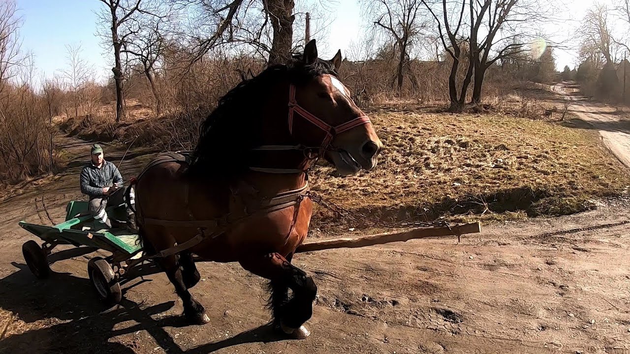ЗАПРЯГЛИ ГЕРОЯ/ЖЕРЕБЕЦЬ НА ПАРОВКУ//КОНІ В УКРАЇНІ!!!КОНІ ВАГОВОЗИ!
