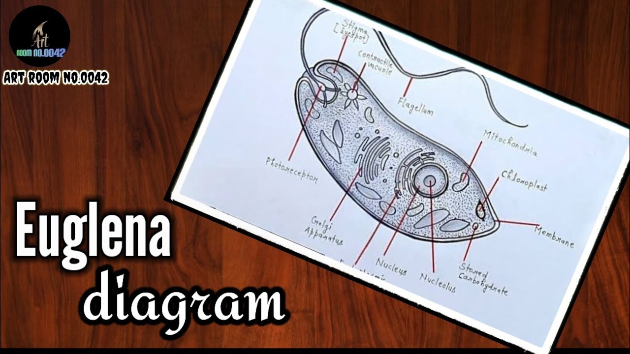 how to draw euglena diagram / euglena diagram easly step by step / euglena drawing / #artroomno0042