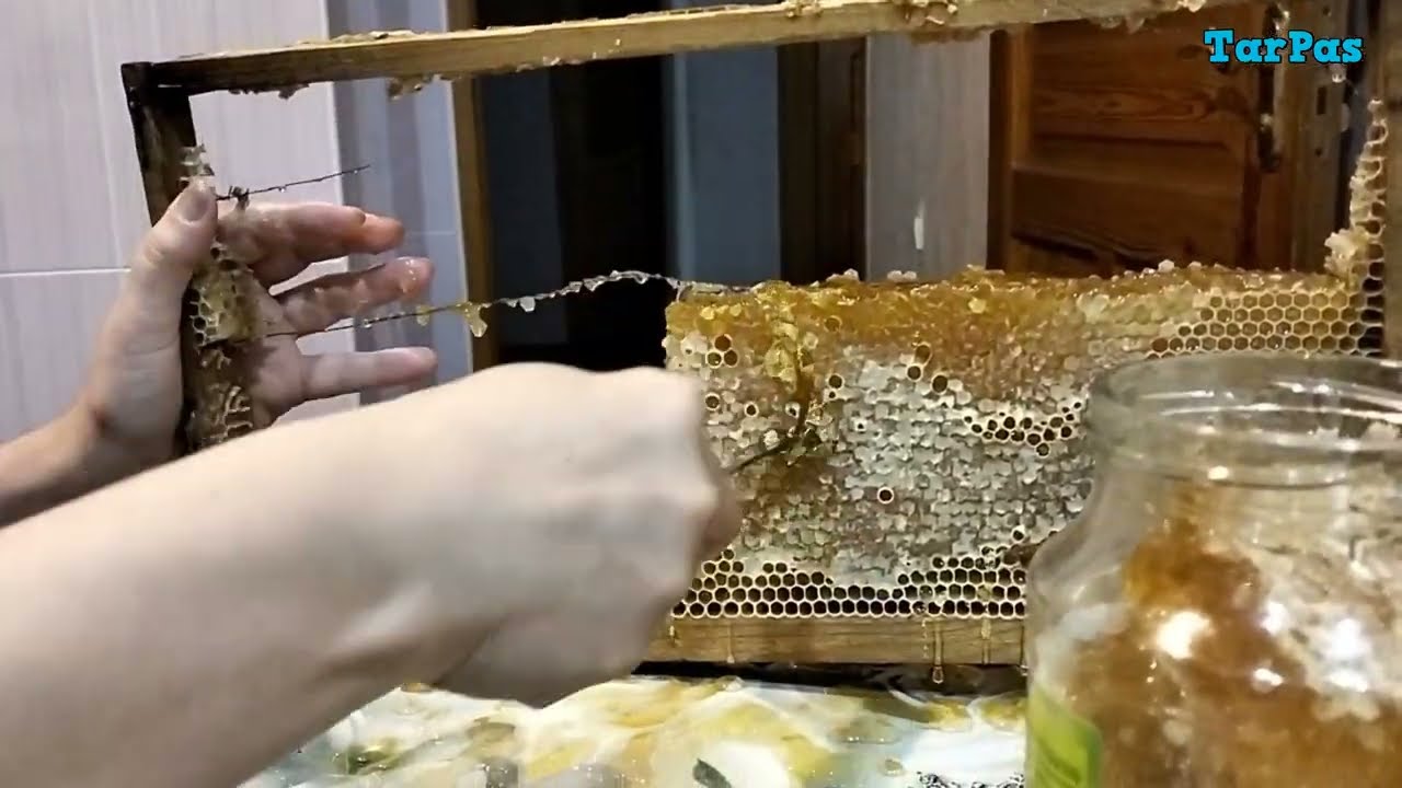 Cek Kəndindən Təbii Bal – Arı Şanından Bal Kəsmək