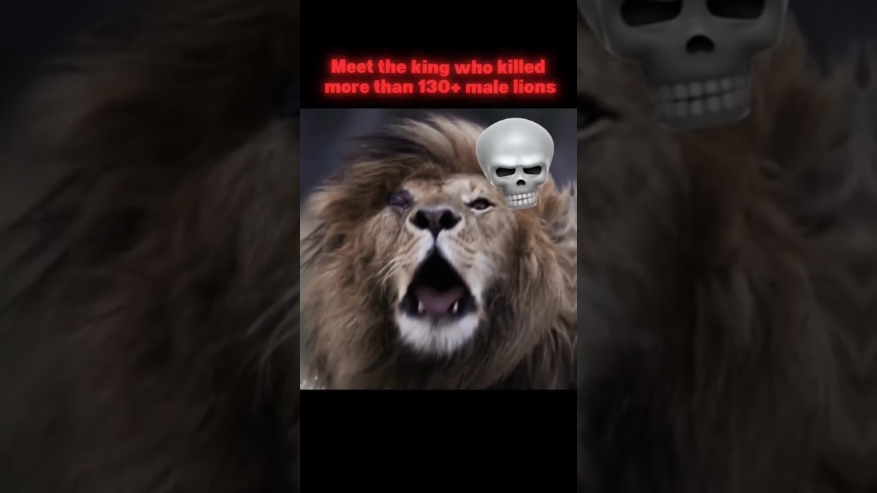 Wait for end ☠️ #lion #animaledits #shorts #scarface #youtubeshorts #wildlife