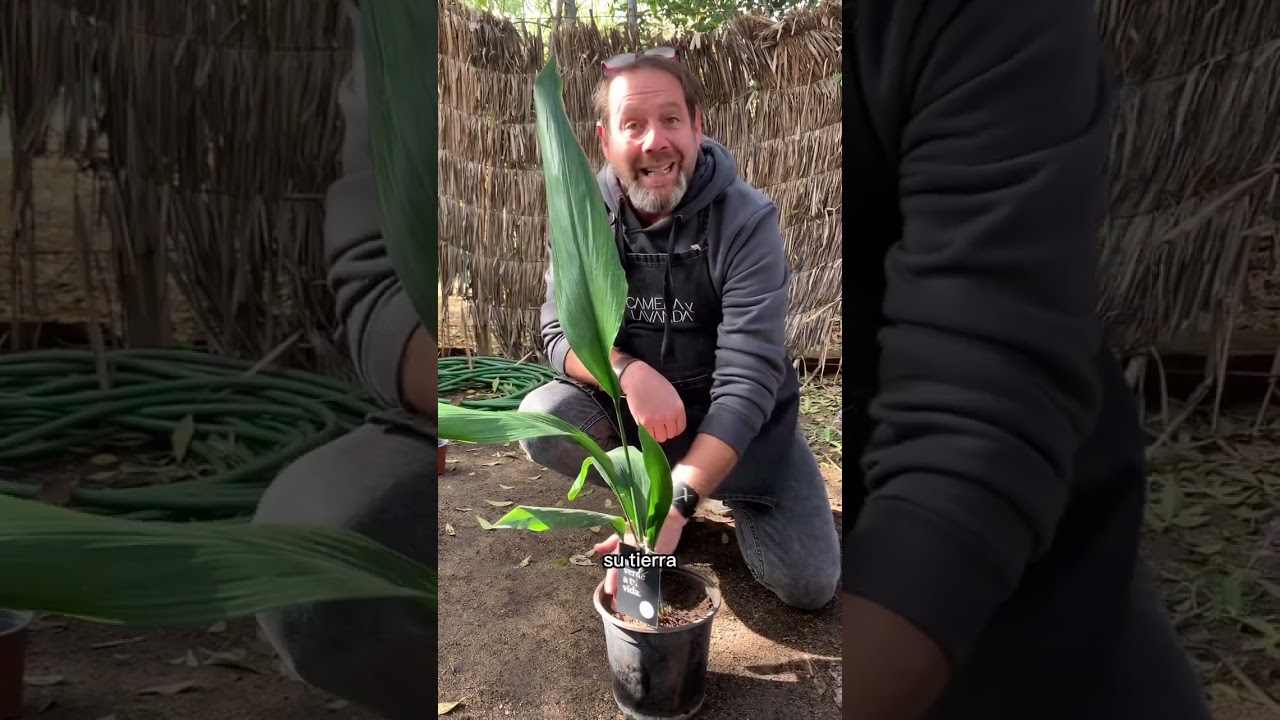 Aspidistra