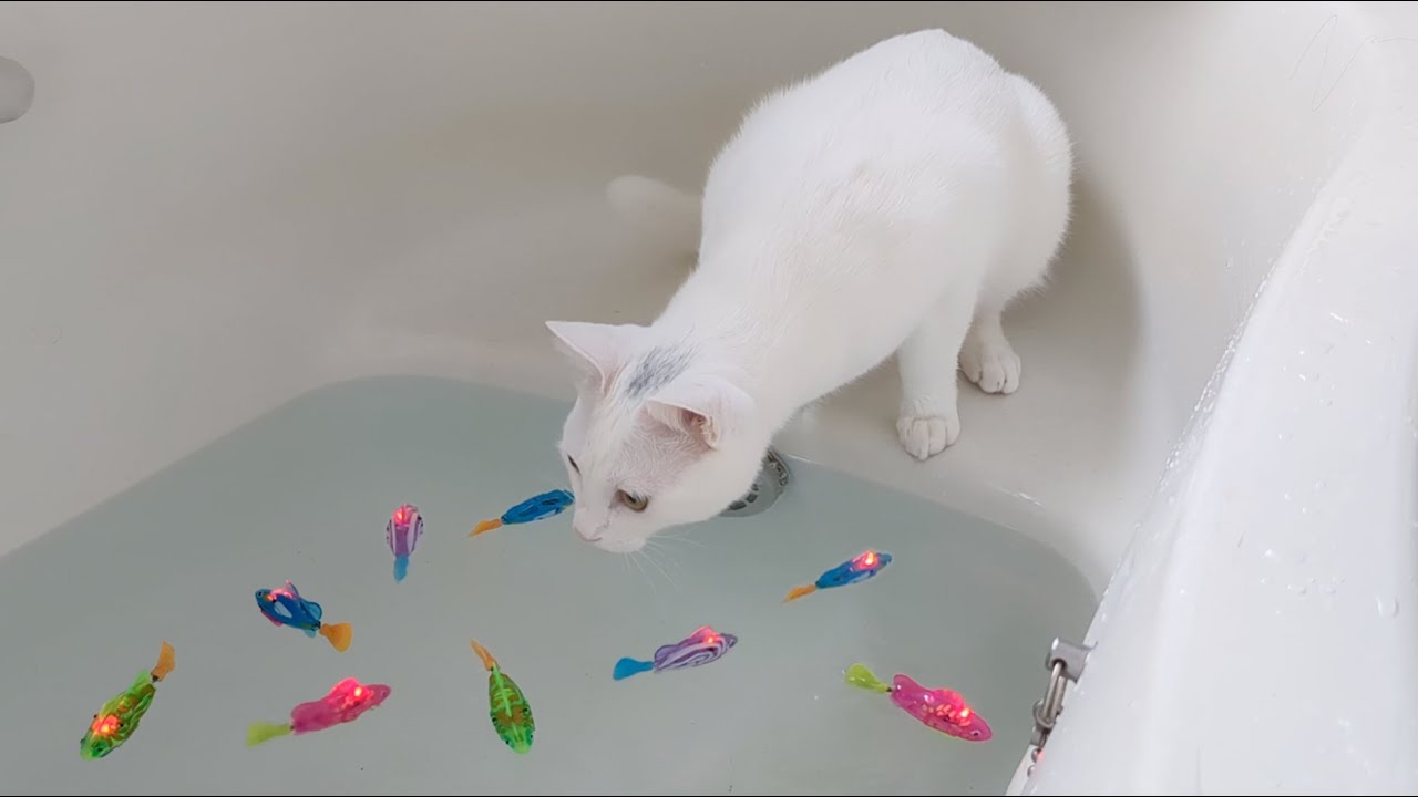 風呂で遊ぶ猫。