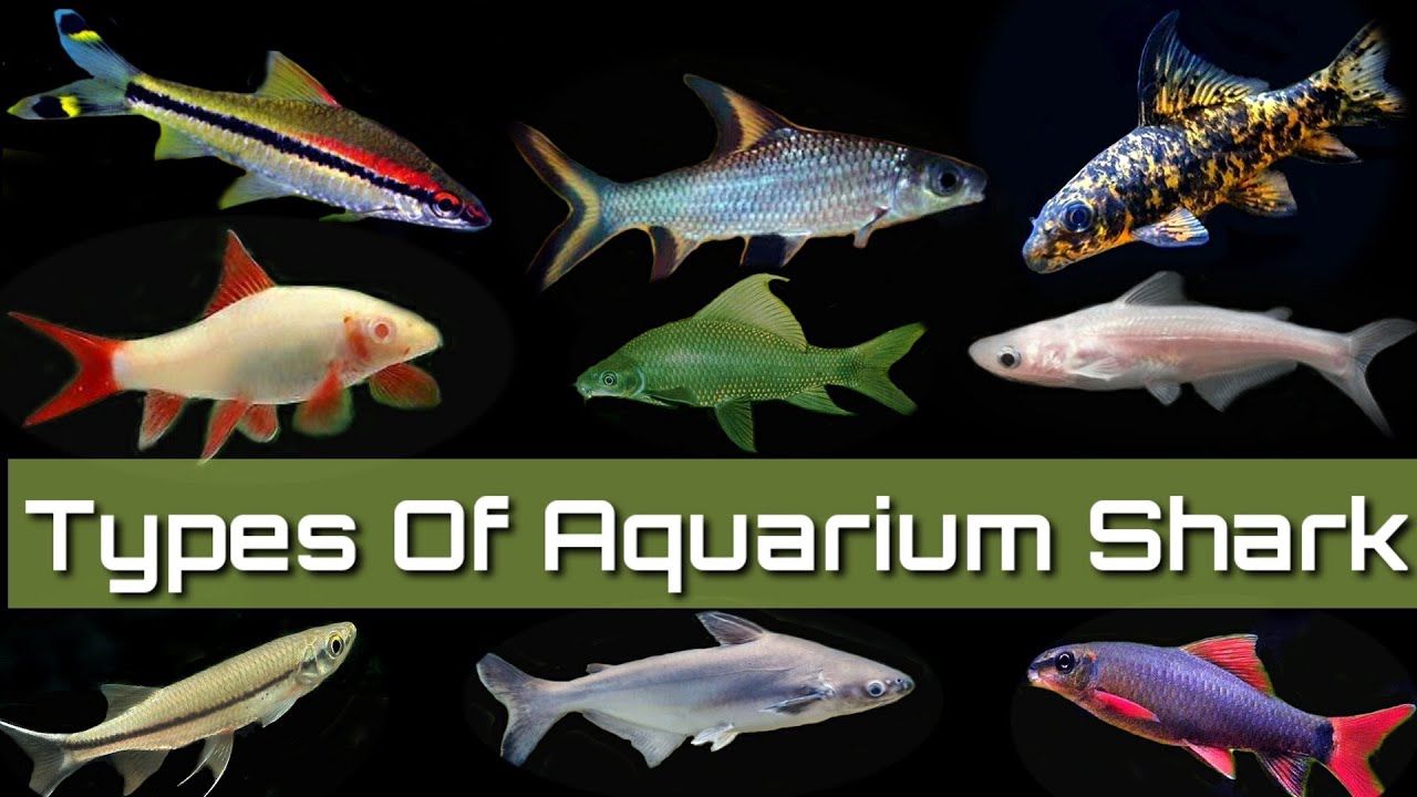 11 Types Of Fresh Water Aquarium Shark