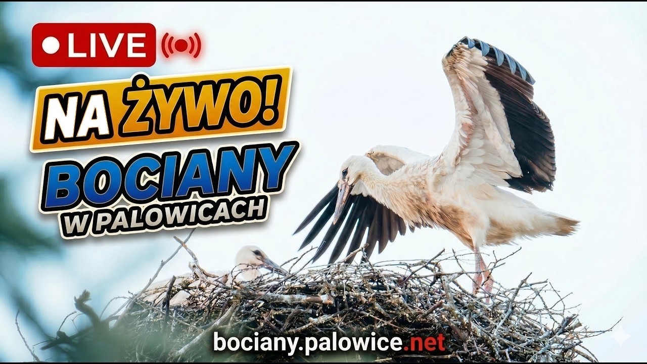 Bocianie gniazdo w Palowicach - bociany na żywo 🥰 Pola i Wicek 😍
