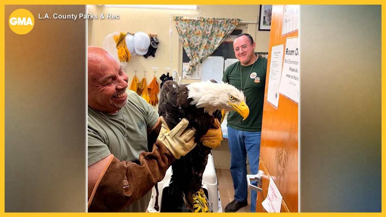 Internet-famous Jackie the eagle recovering after fight