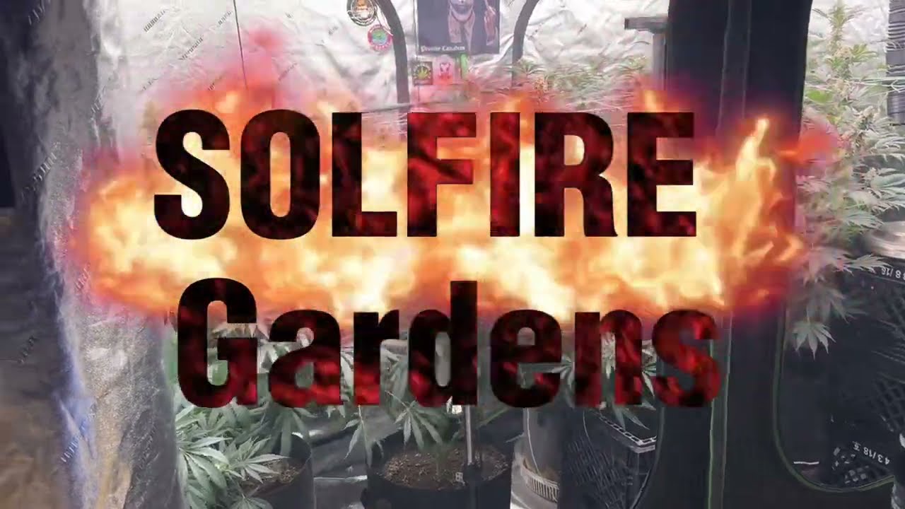 SOLFIRE Gardens day 106 of life, day 40 of flower, Organic gardening, AC Infinity 