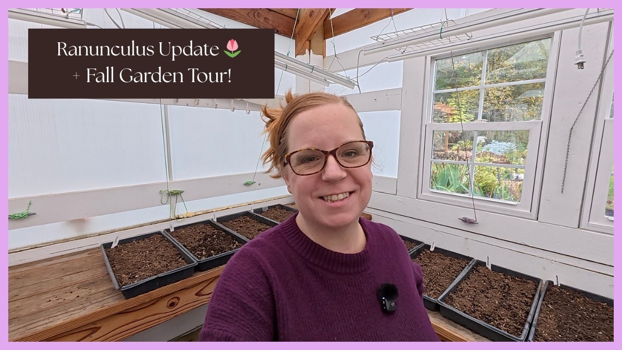 Новости о ранункулюсах + Осенний тур по саду 🍁 | Что цветёт + Что дальше на ферме