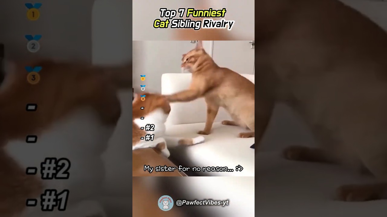 Cat Sibling Rivalry 