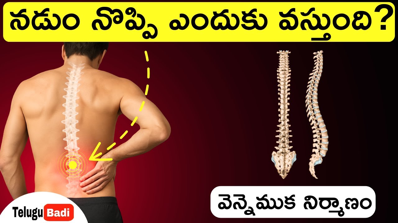 Back Pain Causes Explained & How to Reduce Back pain in Telugu | Spine Anatomy | Telugu Badi