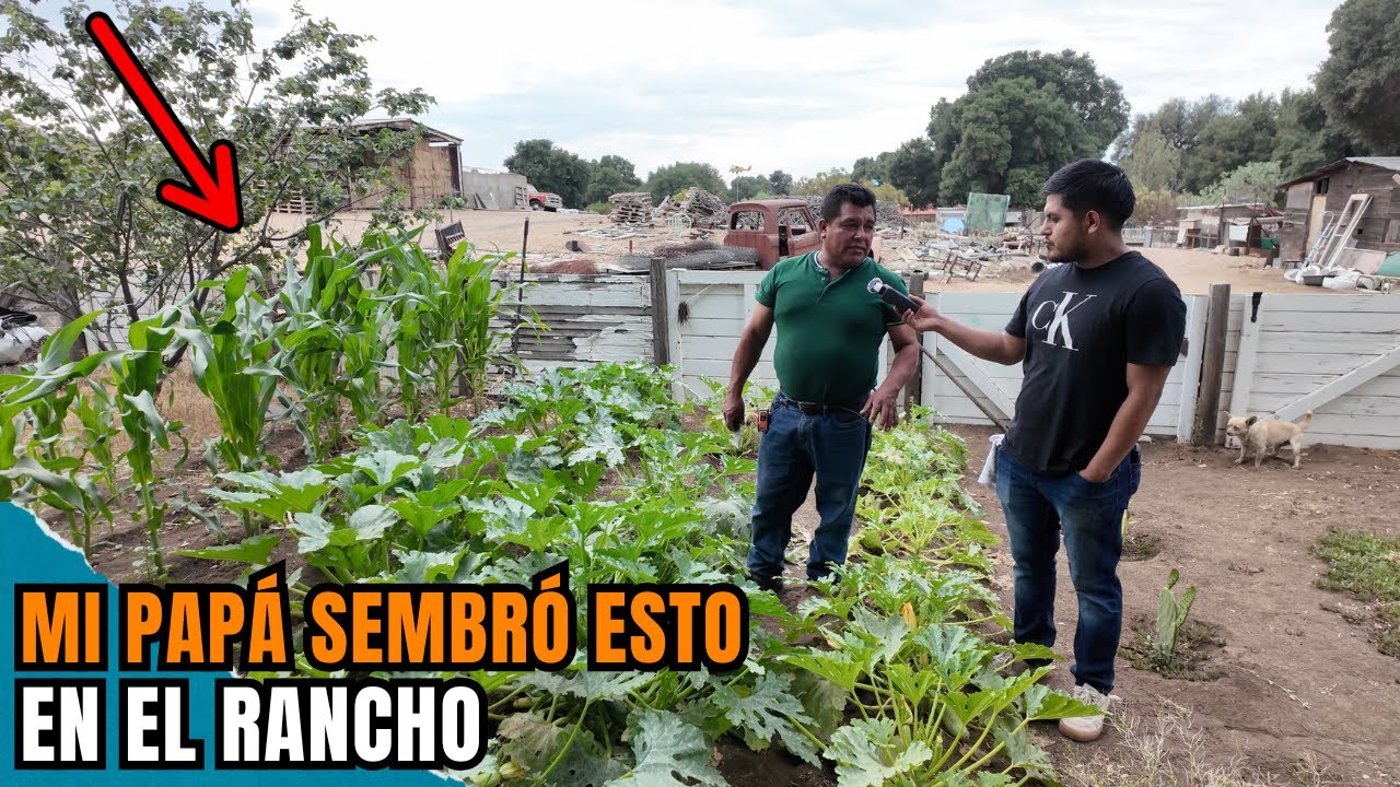 ESTO SIEMBRA MI PAPÁ EN EL RANCHO | Tú lo puedes hacer en tu casa