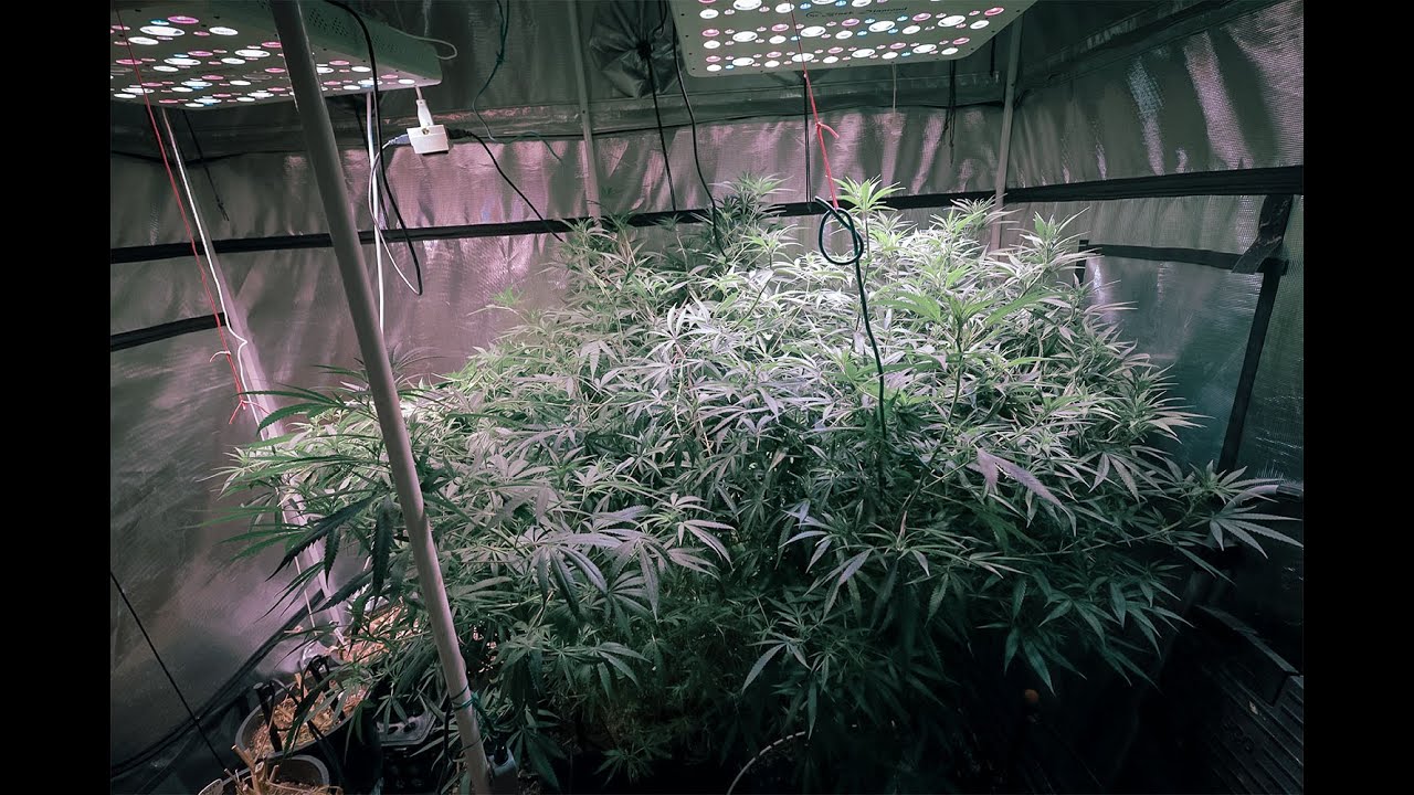 growing a huge cannabis plant with LEDs and coco