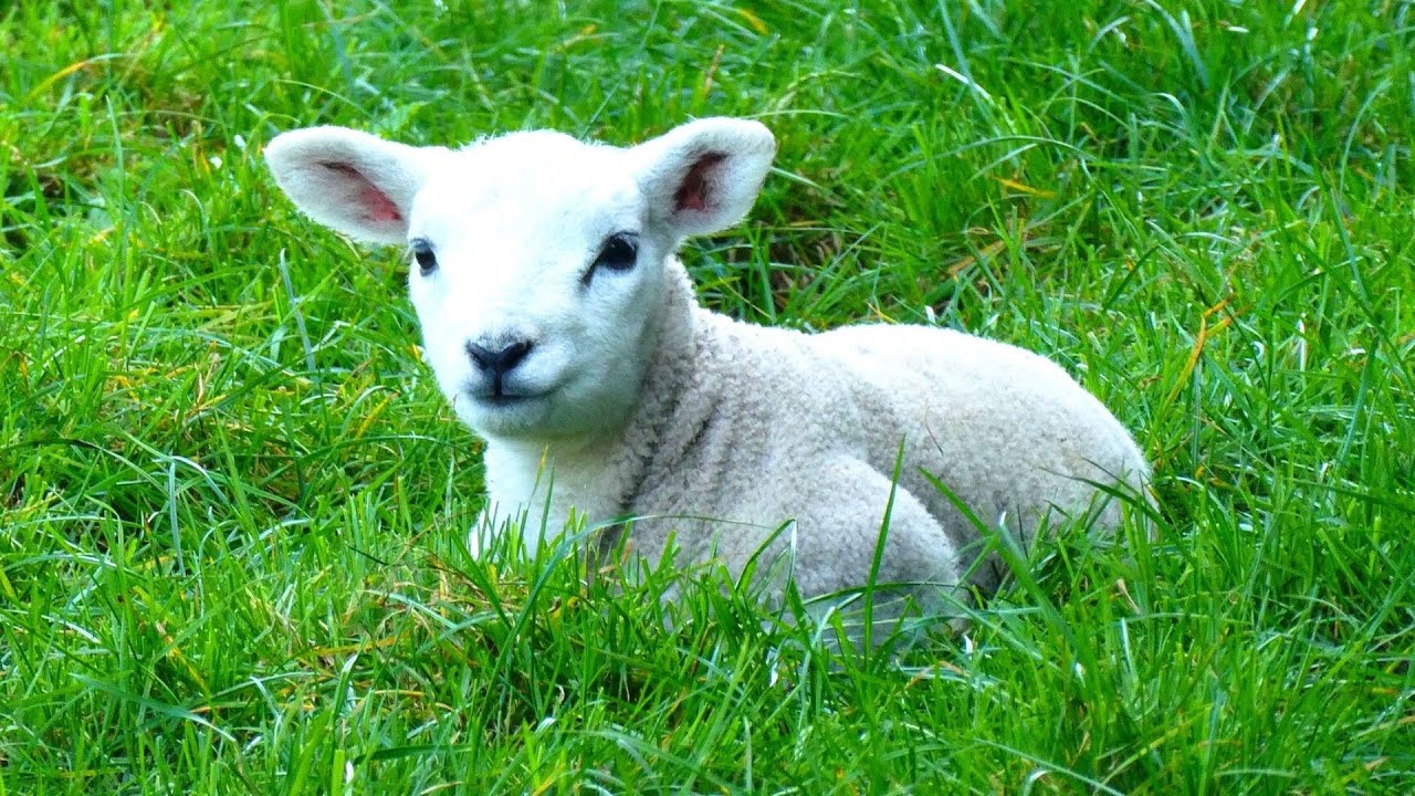 2 HOURS- BLUEGRASS FARM ANIMAL AMBIENCE, STRESS RELIEF MUSIC FOR THE HAPPY SOUL! BACKGROUND MUSIC