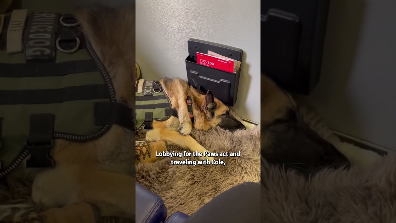 Service dog's final goodbye will touch your heart | Militarykind #Shorts