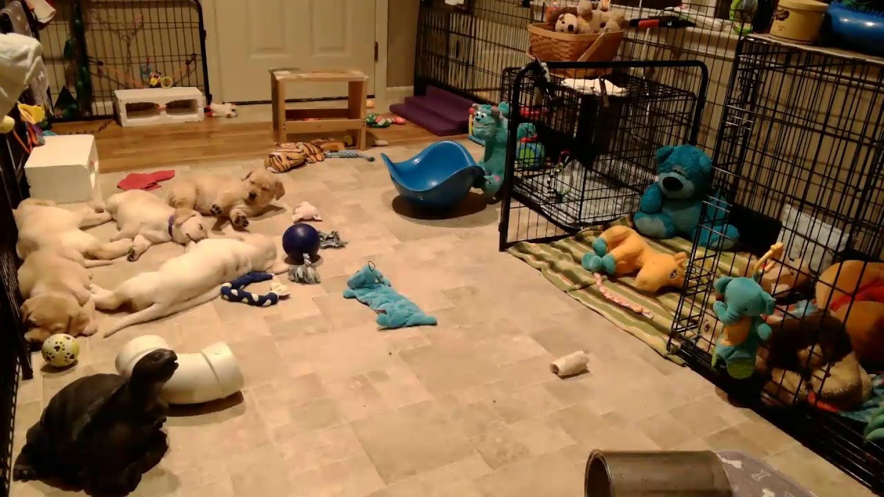 Susquehanna Service Dogs Puppy Cam