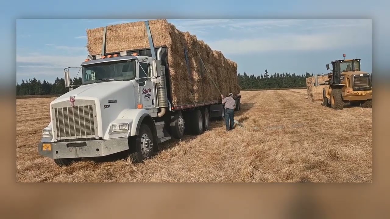 hauling hay through the tall trees