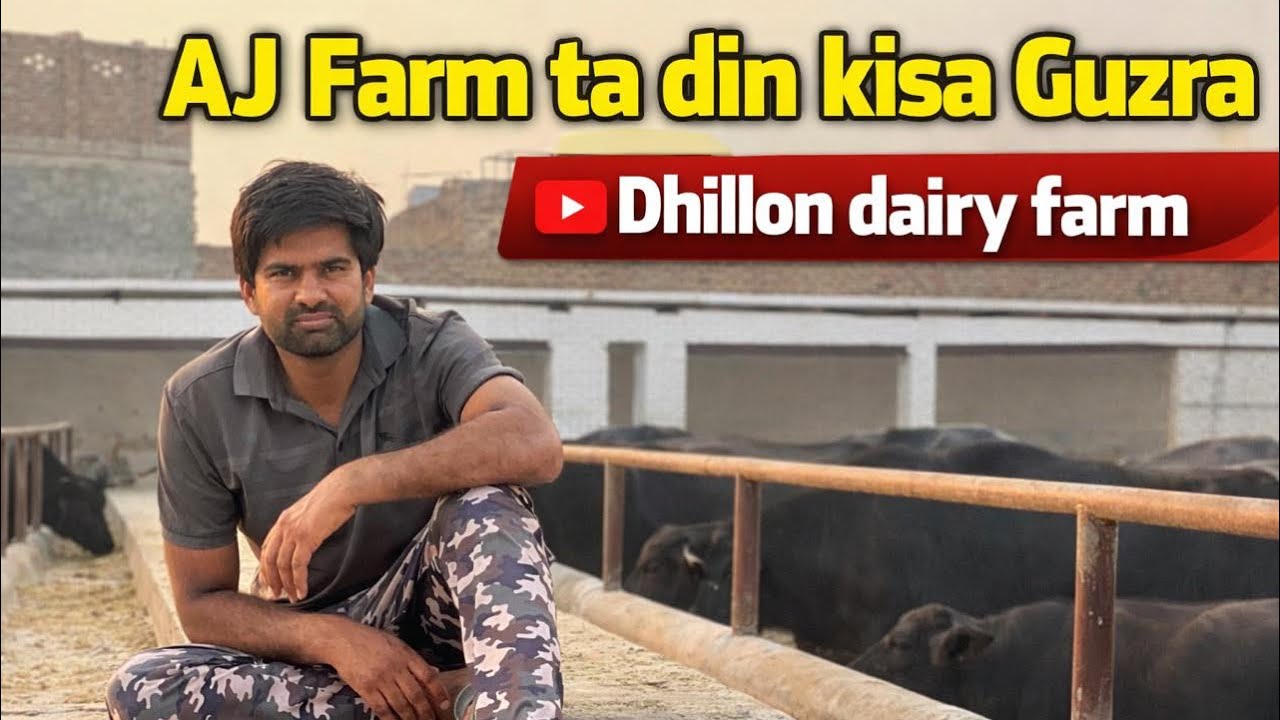 Fram ta din guzra aj da/ Dhillon dairy farm/ Faisal jutt :