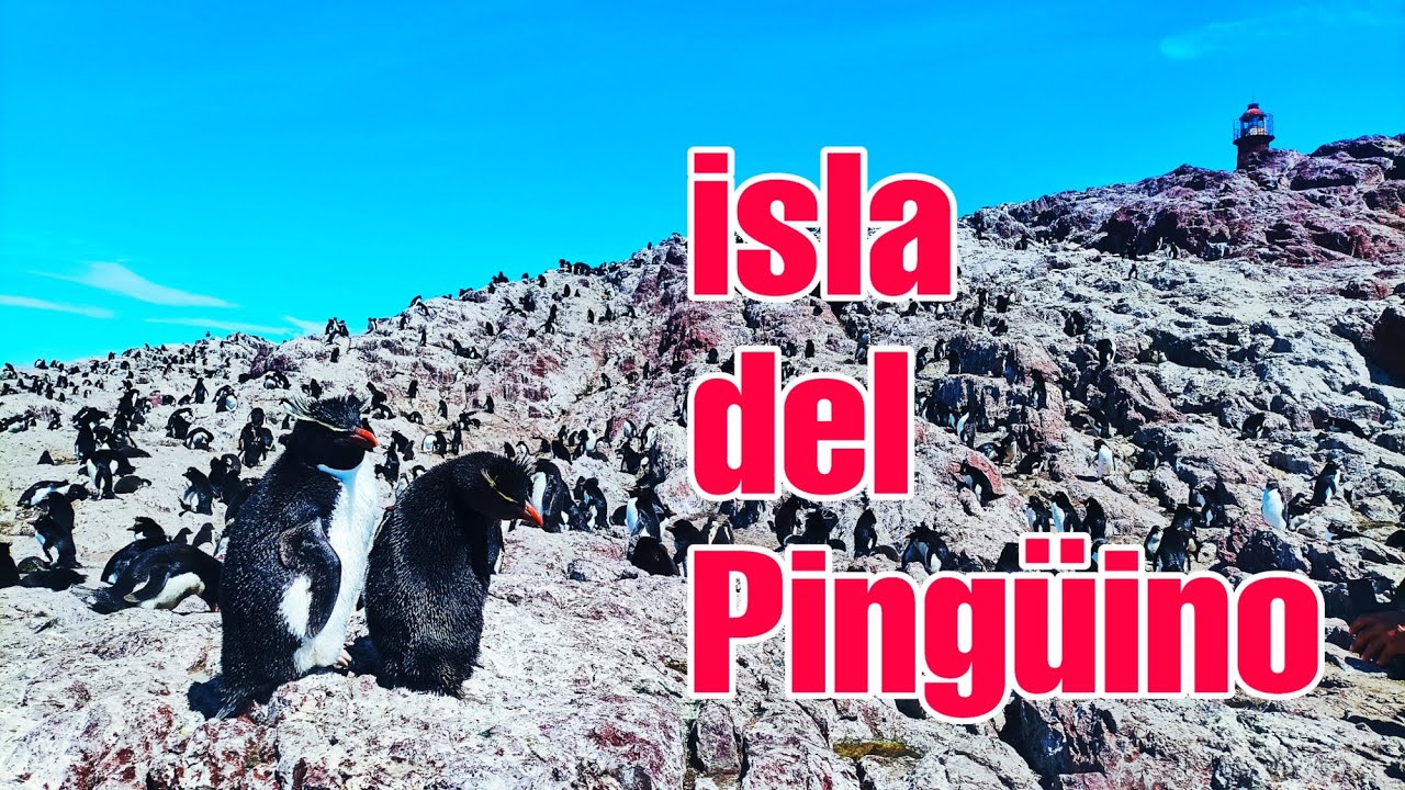 ISLA DEL PINGÜINO, PUERTO DESEADO: HOGAR DE PINGUINOS DE PENACHO AMARILLO.