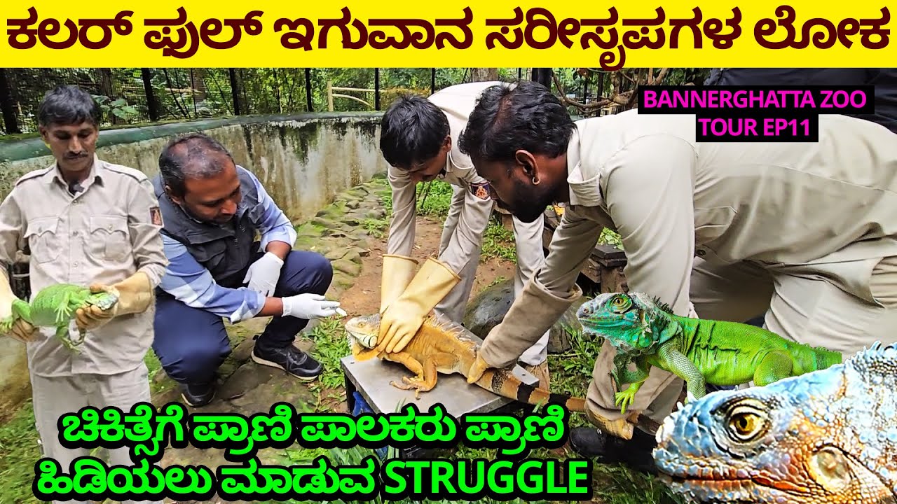 ಉಡಕ್ಕೆ ಮೆಡಿಸಿನ್ ಕೊಡೋಕೆ ಹೊರಟ್ವಿ- ಇಗುವಾನ ಸರೀಸೃಪ ಲೋಕ-ಪಾಲಕರು ಪ್ರಾಣಿ ಹಿಡಿಯುವ ಸ್ಟ್ರಗಲ್-BANNERGHATTA ZOO-11