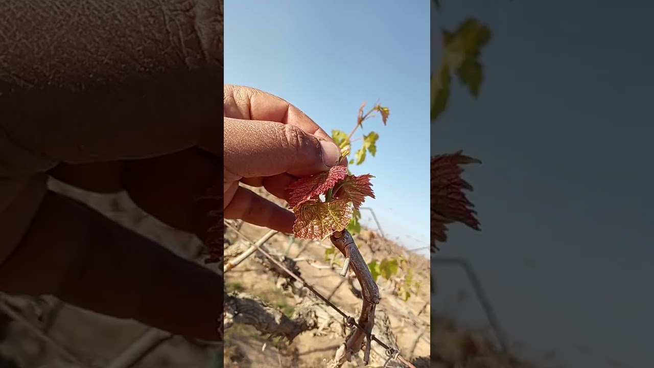 ١٢ فبراير ٢٠٢٦