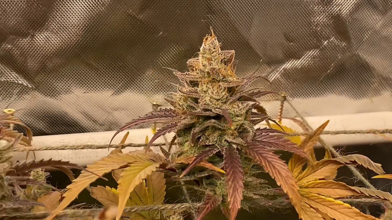 BloomPlus LED Grow: Week 9 Flower, Harvesting the Spacecandy