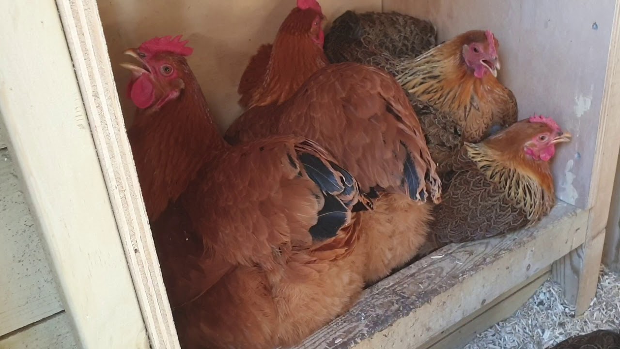 Cochins en New Hampshire kippen 5 samen in 1 legnest