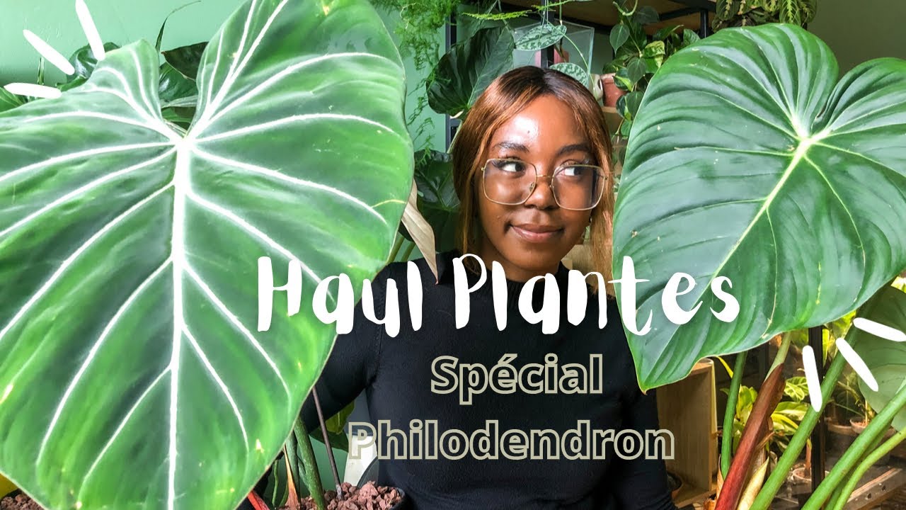 Haul Plantes ! Mes nouveautés : spéciale Philodendron ! Janvier/Fevrier 2022