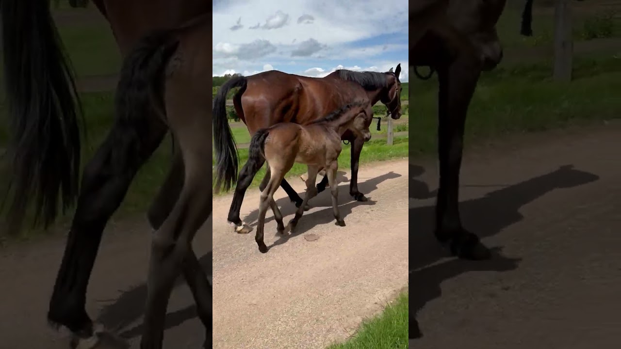 Cheval &agrave; vendre - Poulain 2024 - equirodi.com