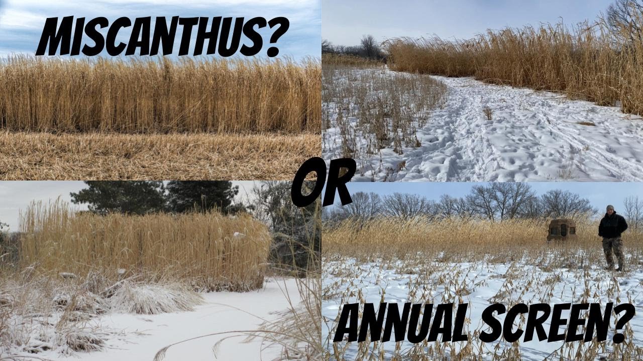 MISCANTHUS VS ANNUAL FOOD PLOT SCREENS: Which is right for your property?