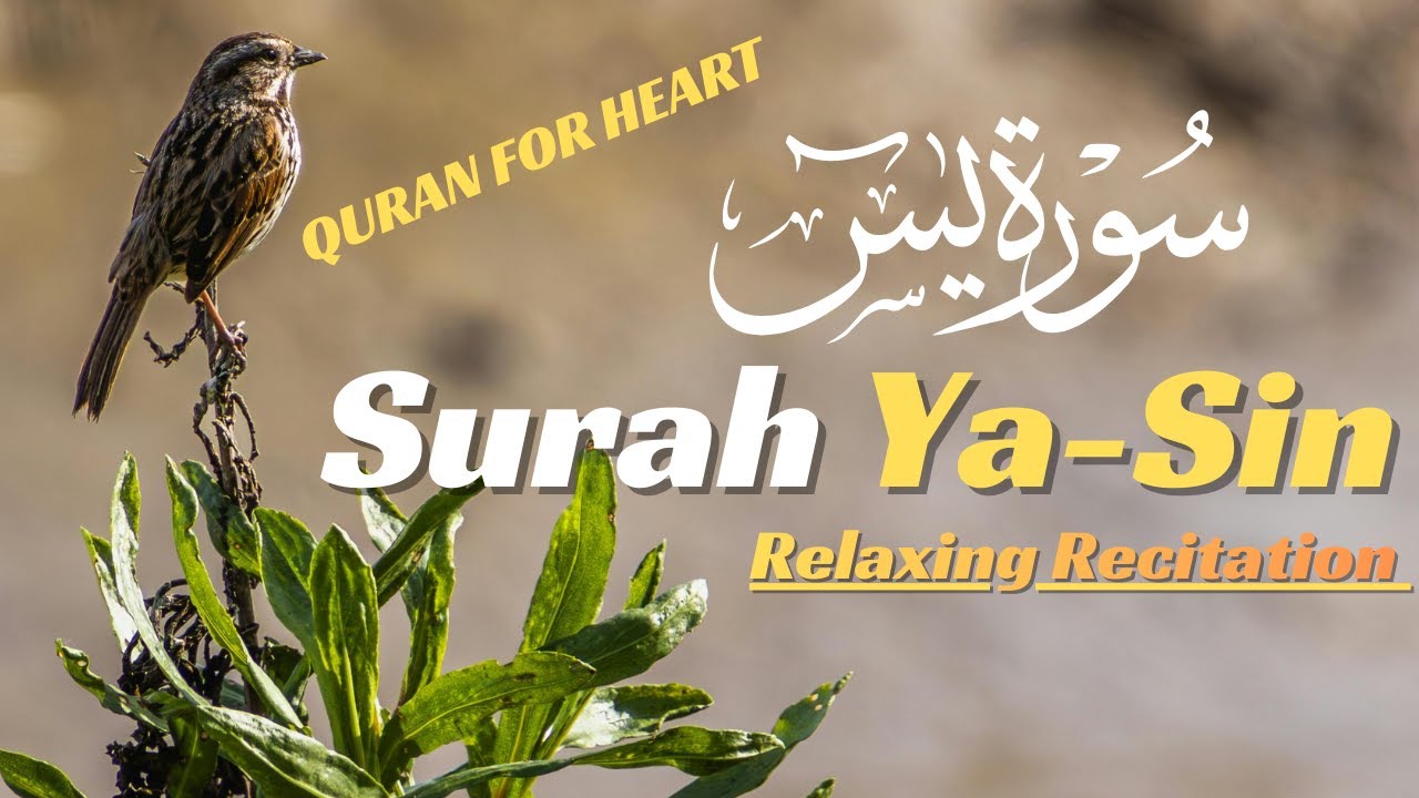 Surah Yaseen | Full Recitation Peaceful &Tilawat #quransurah